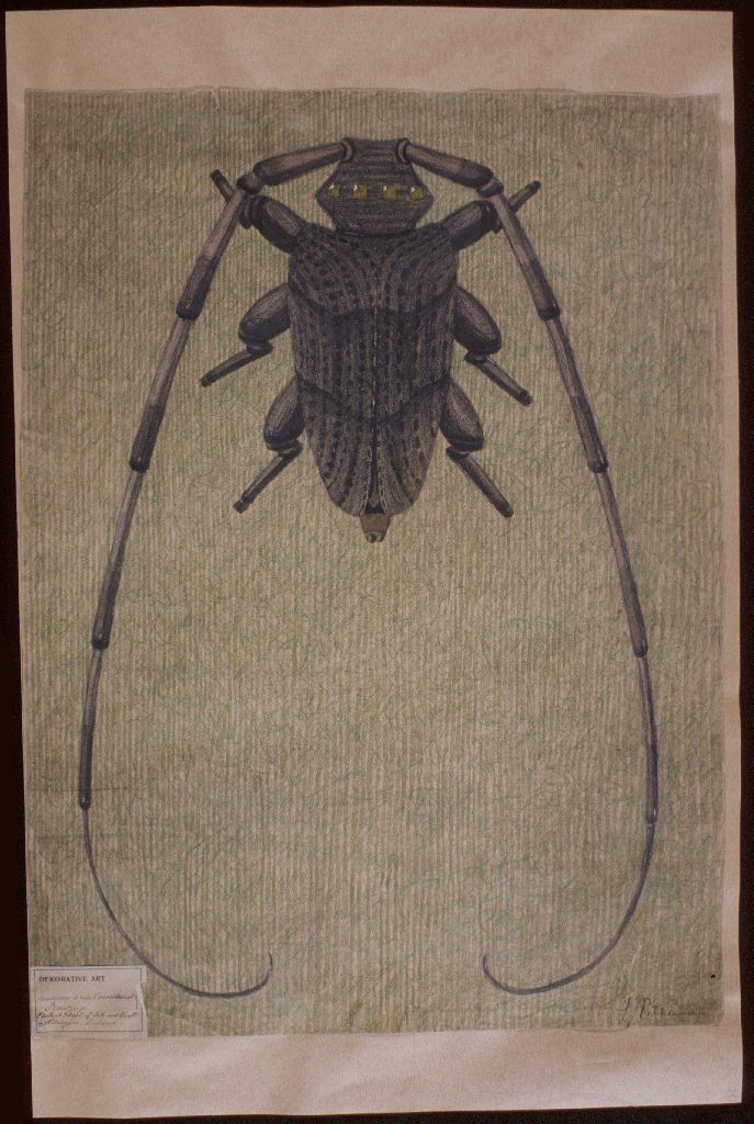 Juho Pitkänen, Kovakuoriainen, 1908
