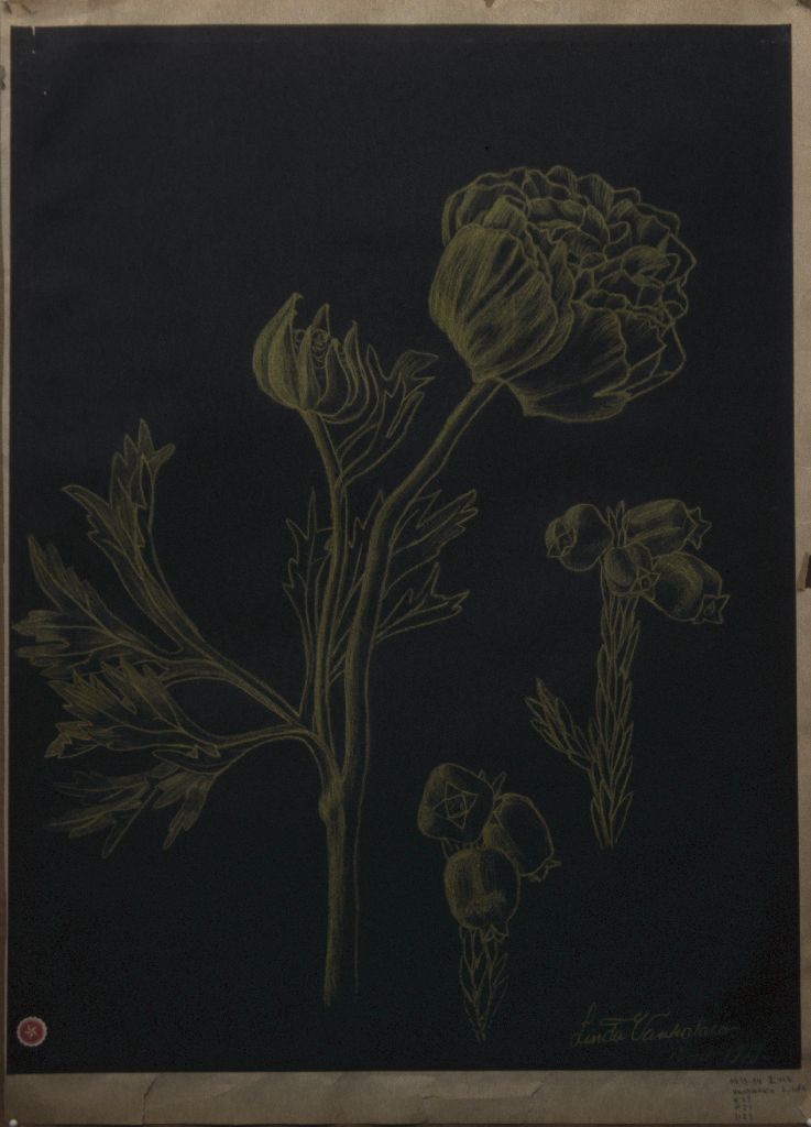 Linda Vanhatalo, Kasvin osia, kukka, 1913-14 vsk I