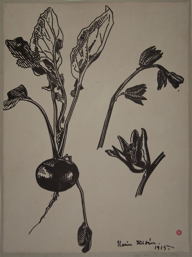 Karin Hildén, Kasvin osia, juures ja kukkia, 1915