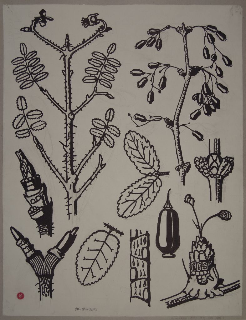 Otto Hirvikallio, Kasvin osia, oksia ja lehtiä, 1914