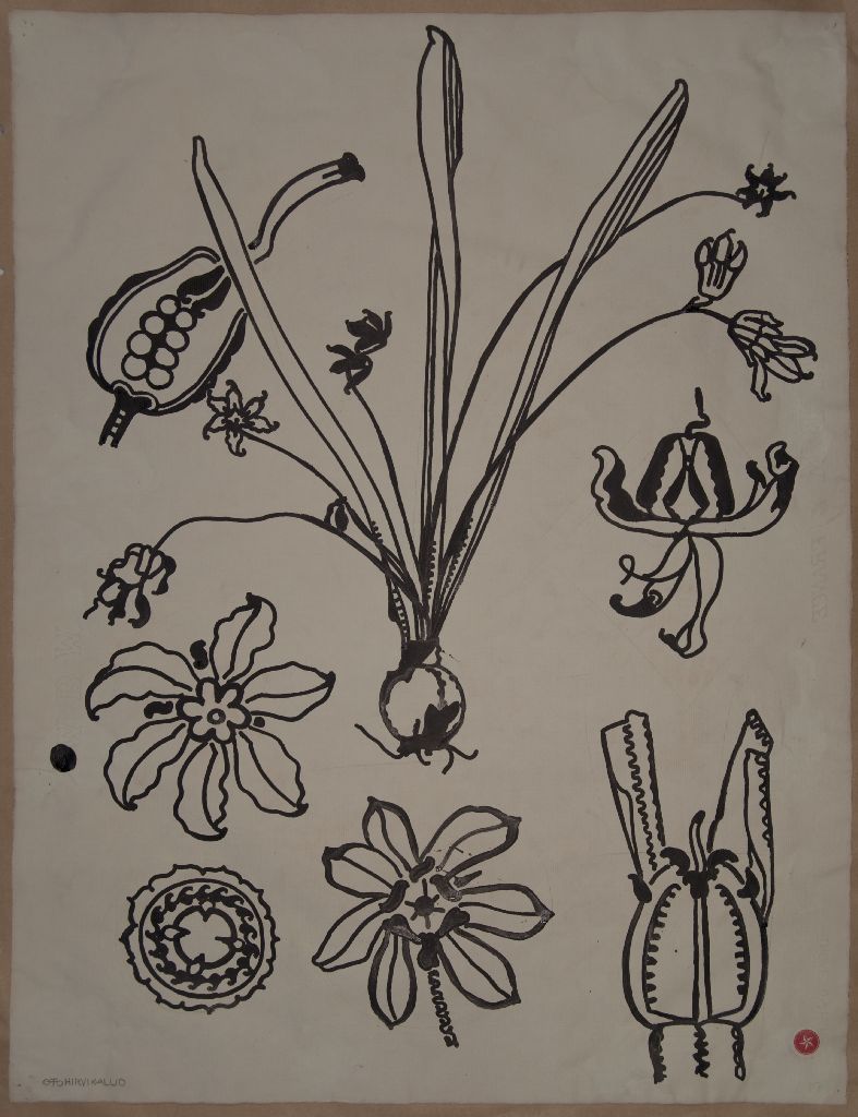 Otto Hirvikallio, Kasvin osia, kukkia ja siemenkotia, 1914-1915