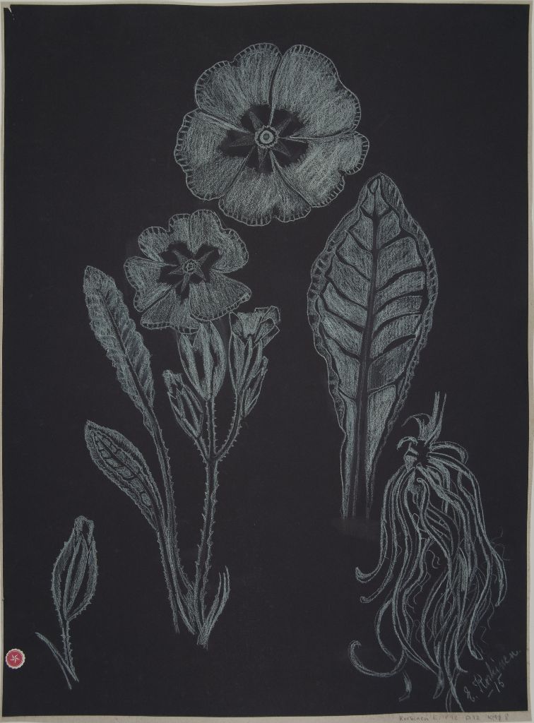 Ester Koskinen, Kasvin osia, kukkia, 1915