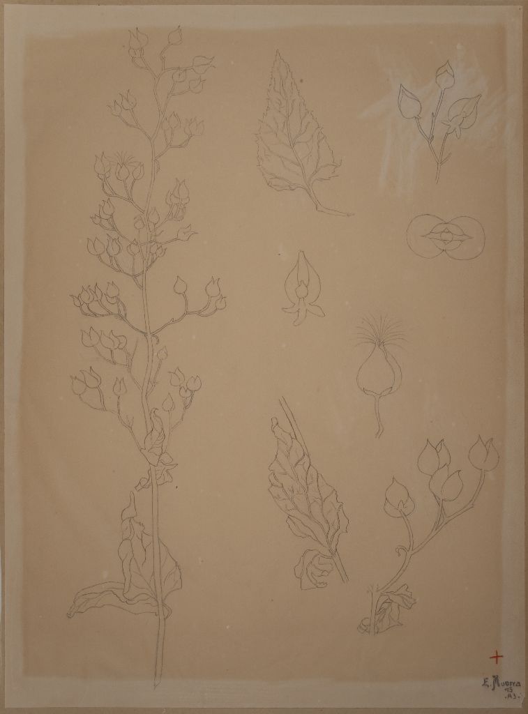 Eelis Muona, Kasvin osia, kukkia, 1915