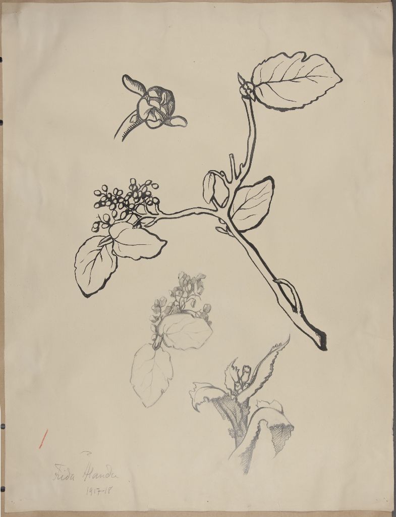 Frida Ålander, Kasvin osia, oksia ja lehtiä. 1918-1919